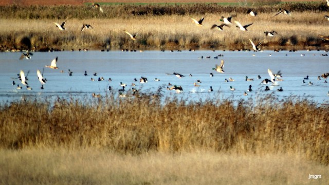 Ánades en Manjavacas