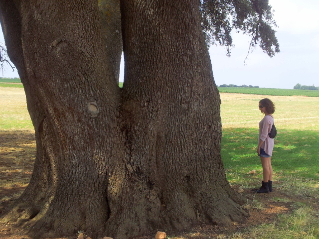Tronco de la Encina Milenaria de Mota del Cuervo