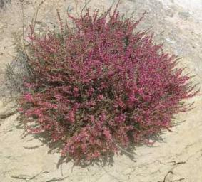 barrilla-salsola-sps