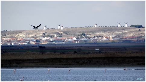 anades-y-molinos-en-mota-del-cuervo