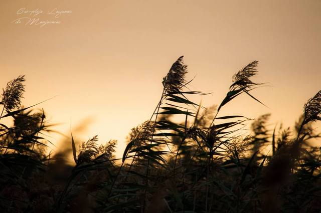 Carrizo Phragmites australis