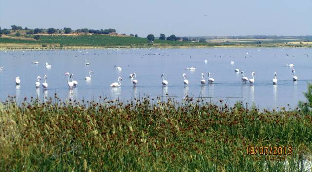 castanuela-y-flamencos-img_7587-001