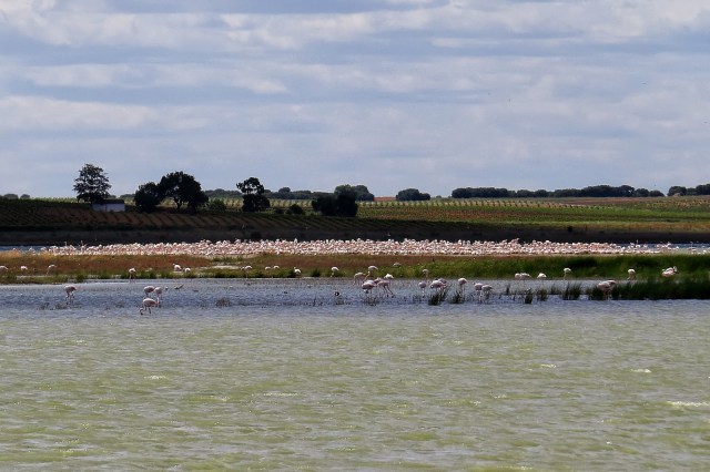 Cria de Flamencos en Manjavacas 29-05-13LSVB IMG_0809-1