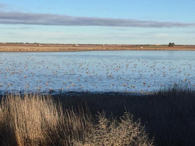 Dia humedales Manjavacas 2 feb 18 Cri Camps