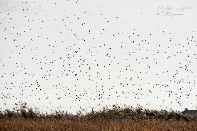 Estorninos en Manjavaacas por DLB