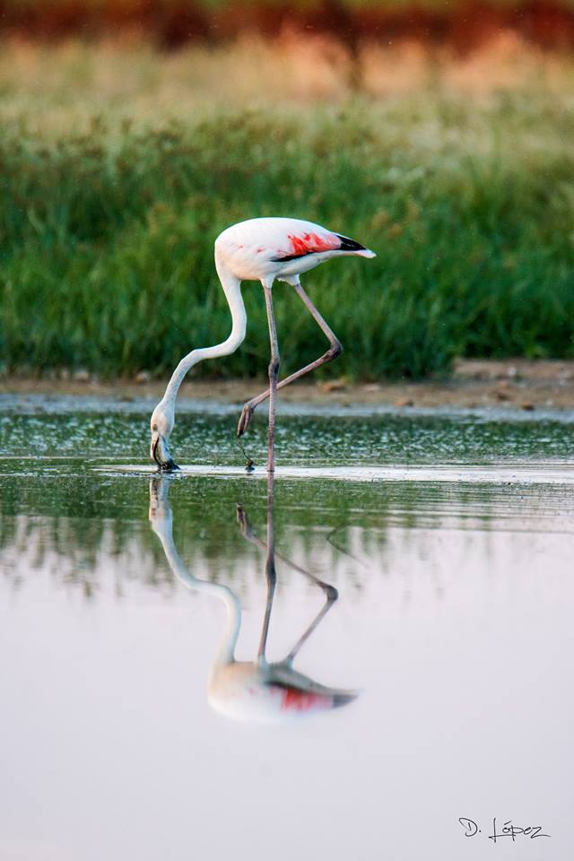 Flamenco en Manjavacas por DLB
