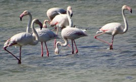 flamencos-dsc01043