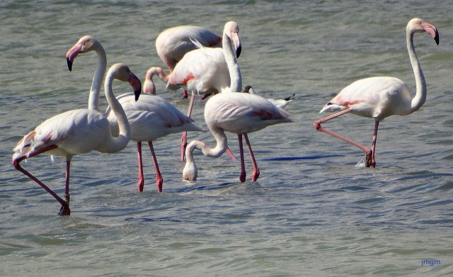 flamencos DSC01043.jpg