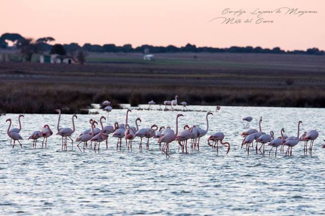 Flamencos mas en Manjavacas DLB