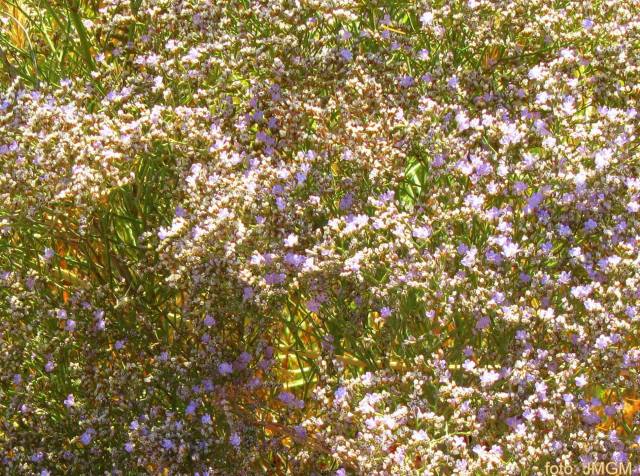 flora-manjavacas-limonium