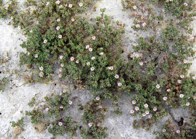 Frankenia pulverulenta