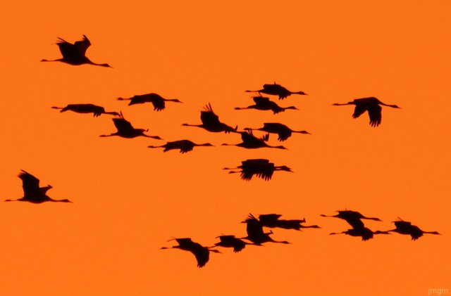 Grullas al atardecer en Manjavacas