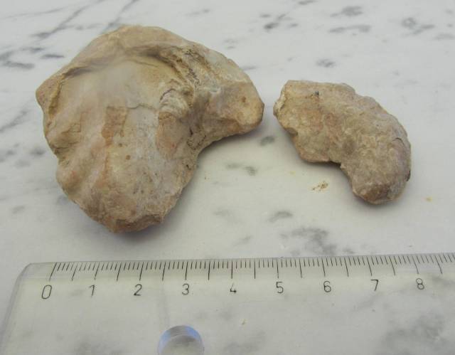 conchas fosilizadas de bivalvo ostréido, de la especie Exogyra flabelata