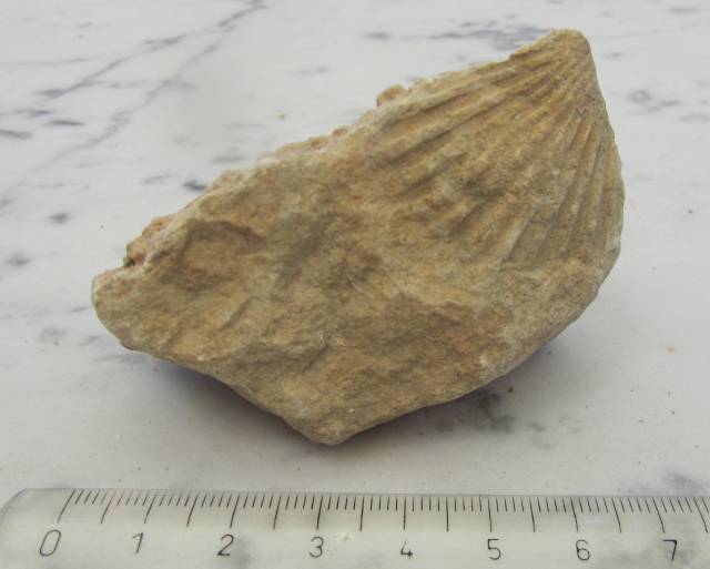 Bivalvo pectínido indeterminado (molde exterior)