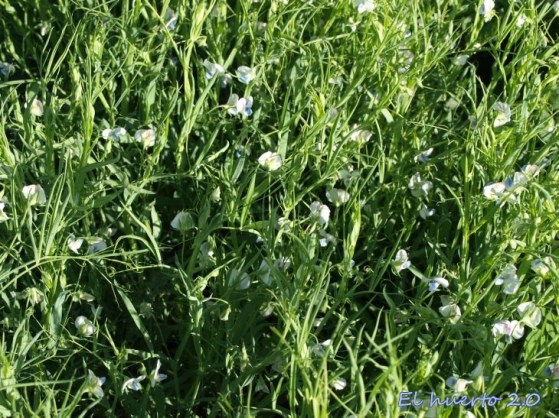 latyrus-sativus-el-huerto-2-0