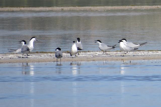 Pagazas piconegra LSVW