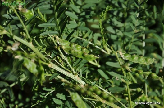 yeros_moro_28_20130525_1712141505