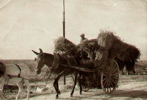Carro con mies tirado por dos mulas en riata en Casas de Ves Albacete 20minutos