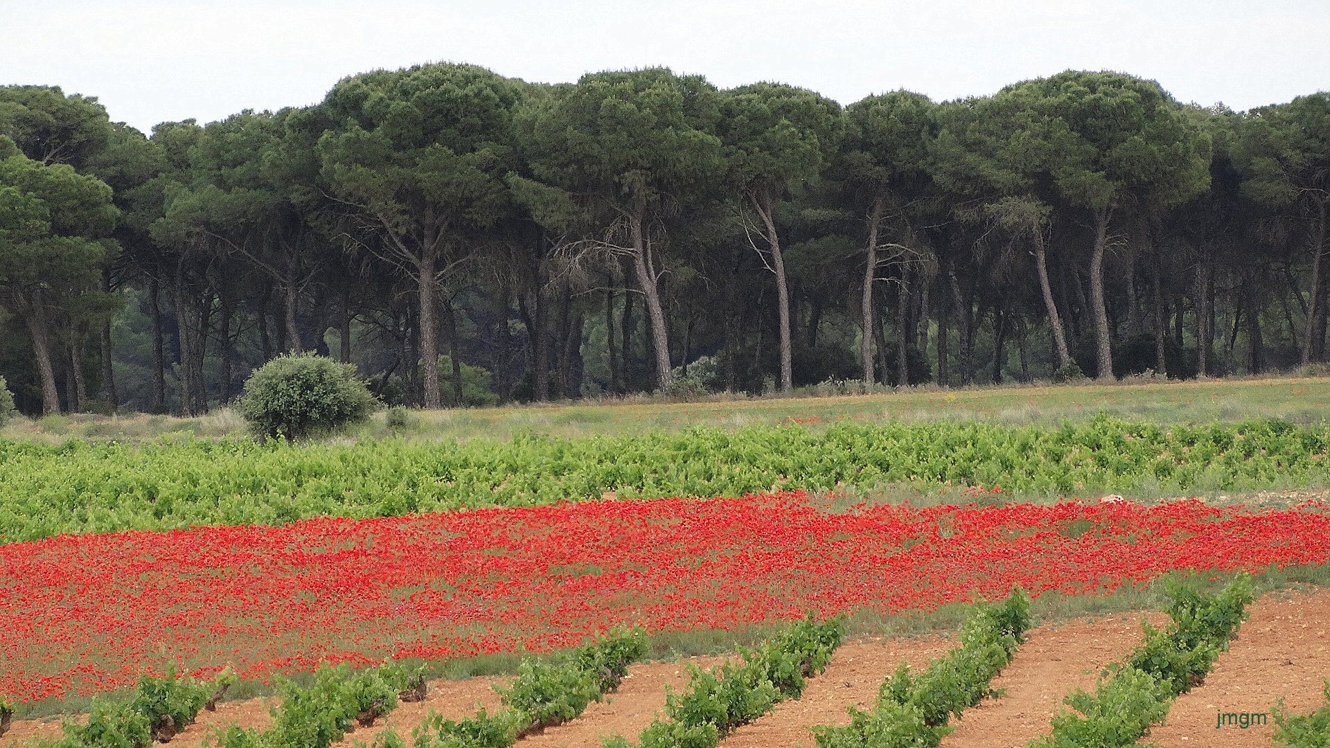 pino vides y amapolas