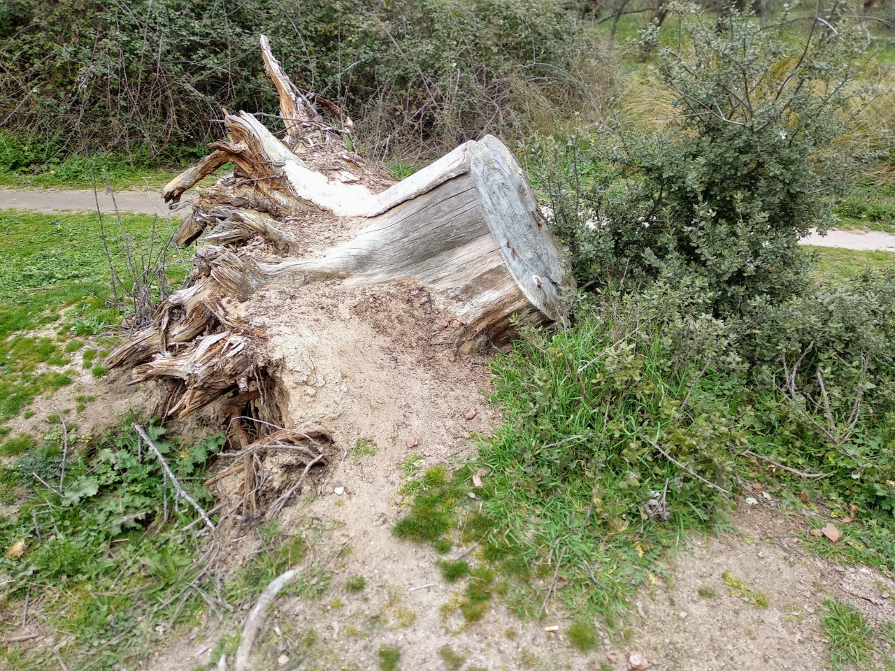 Tocón 2 (foto Bernabé Morales)