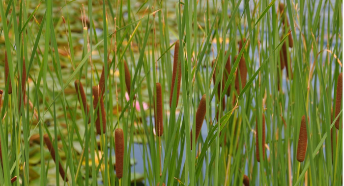 La imagen tiene un atributo ALT vacío; su nombre de archivo es espadana_opt-gentilez-de-florflorescom.png